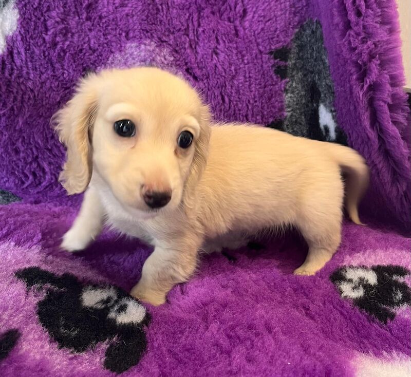 Dachshund Puppies for sale in Cambridgeshire