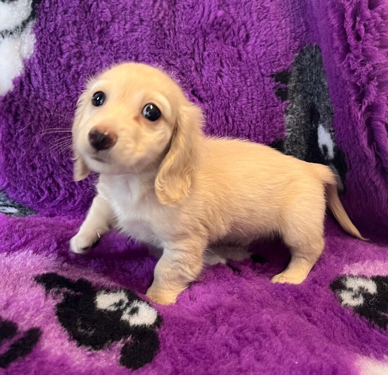 Dachshund Puppies for sale