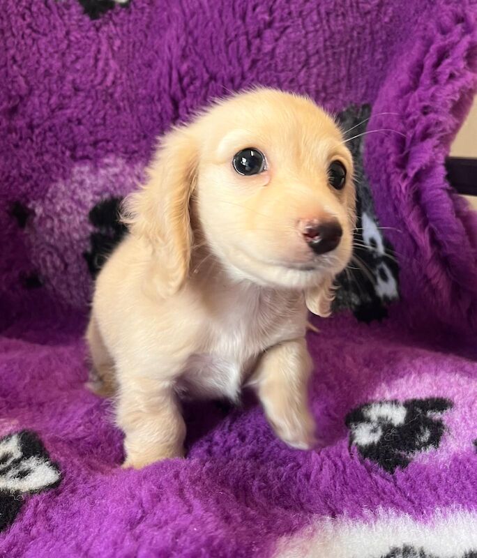 Mini cream boy available ready now for sale in Wisbech, Cambridgeshire - Image 8