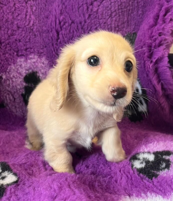 Mini cream boy available ready now for sale in Wisbech, Cambridgeshire - Image 9