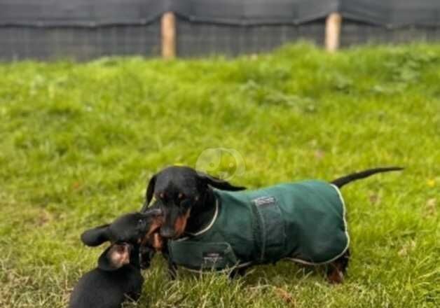 Dachshunds for sale in Carmarthen/Caerfyrddin, Carmarthenshire