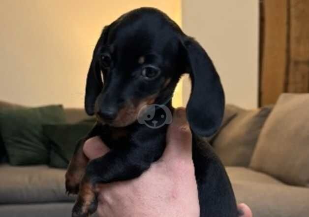 Mini Dachound for sale in Carmarthen/Caerfyrddin, Carmarthenshire - Image 3