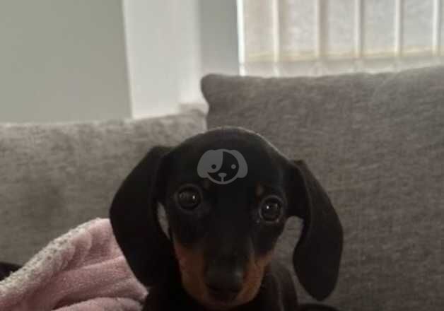 Mini Dachound for sale in Carmarthen/Caerfyrddin, Carmarthenshire - Image 4