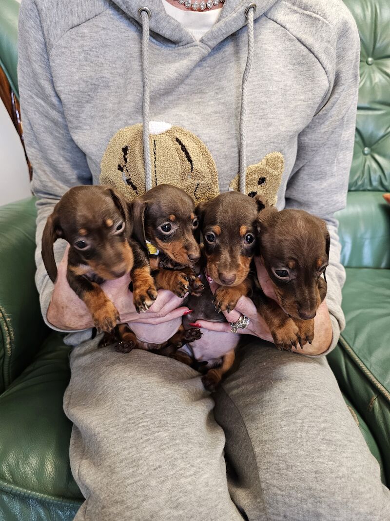 Mini dachshund for sale in Middlesbrough, North Yorkshire - Image 5