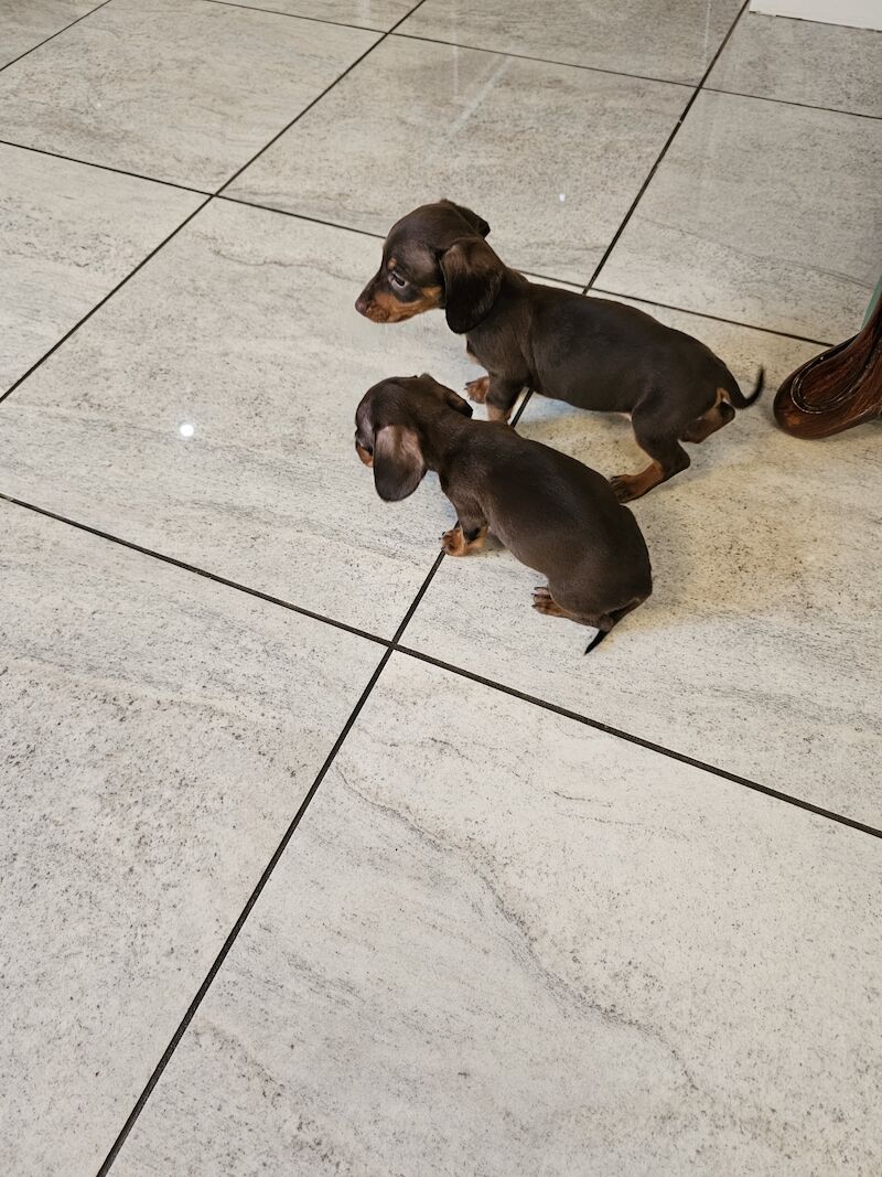 Mini dachshund for sale in Middlesbrough, North Yorkshire - Image 8