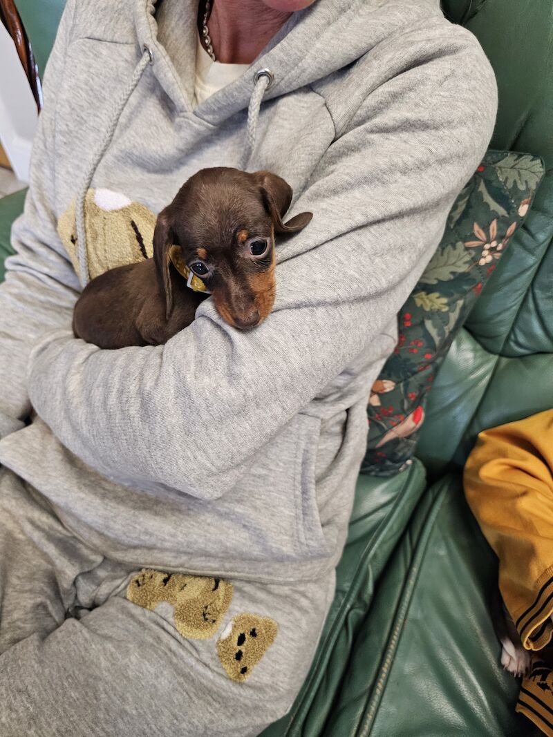 Mini dachshund for sale in Middlesbrough, North Yorkshire - Image 9
