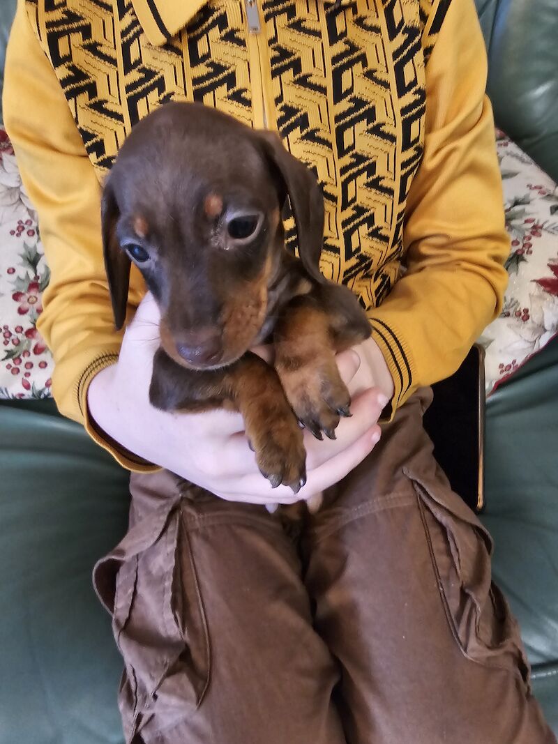 Mini dachshund for sale in Middlesbrough, North Yorkshire - Image 10