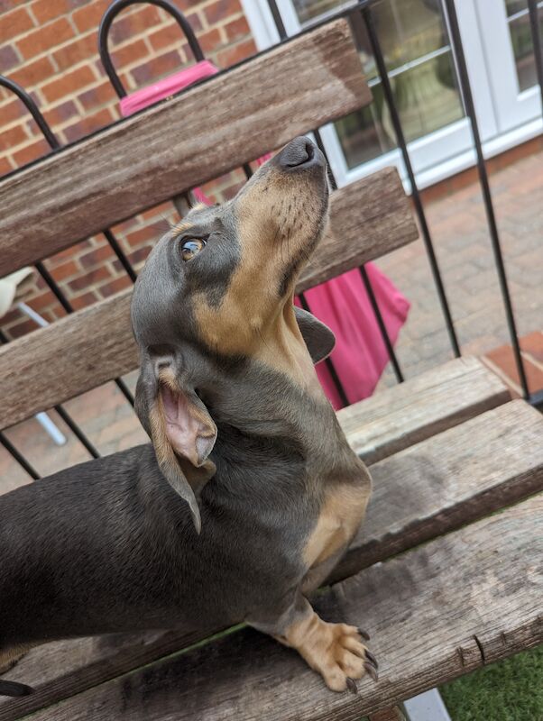 Mini dachshund for sale in Middlesbrough, North Yorkshire