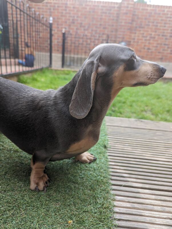 Mini dachshund for sale in Middlesbrough, North Yorkshire - Image 2