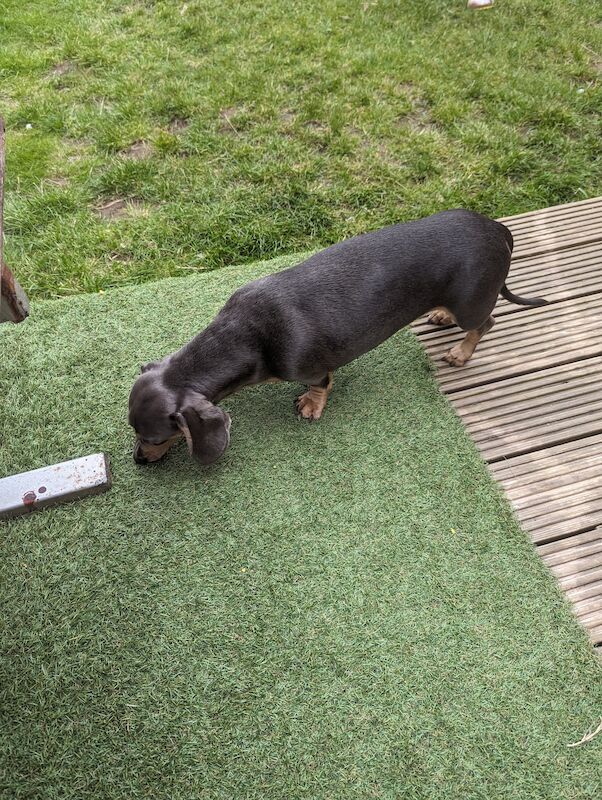 Mini dachshund for sale in Middlesbrough, North Yorkshire - Image 3