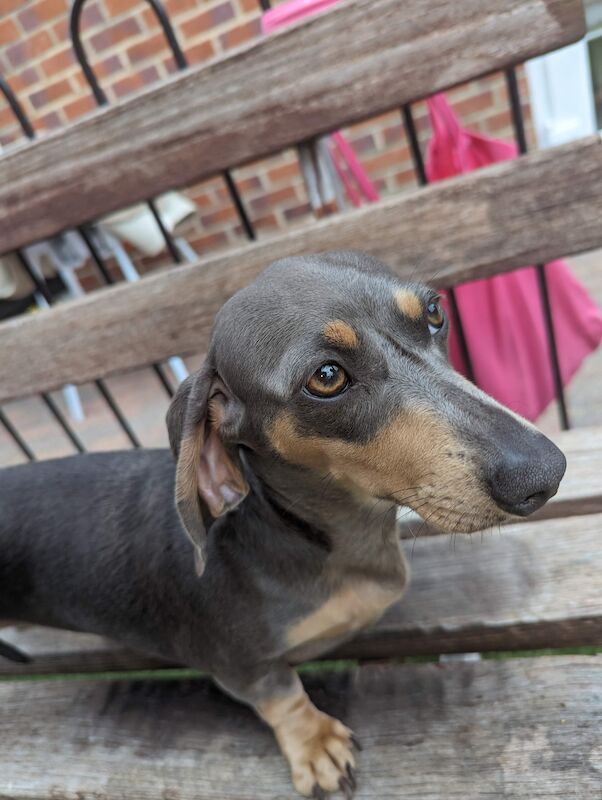 Dachshund Puppies for sale