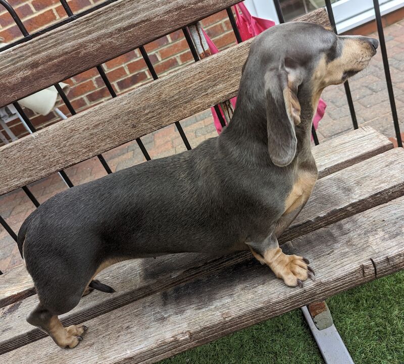 Mini dachshund for sale in Middlesbrough, North Yorkshire - Image 5