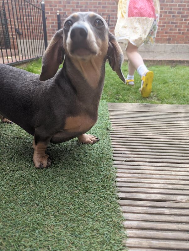 Mini dachshund for sale in Middlesbrough, North Yorkshire - Image 6