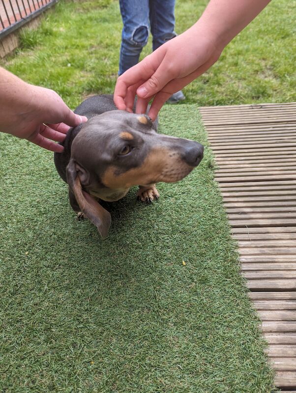 Mini dachshund for sale in Middlesbrough, North Yorkshire - Image 7