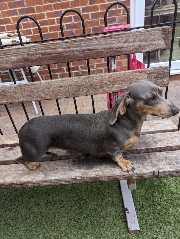 Mini dachshund for sale in Middlesbrough, North Yorkshire - Image 8