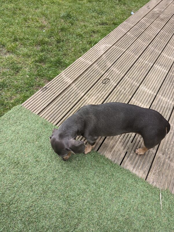 Mini dachshund for sale in Middlesbrough, North Yorkshire - Image 9