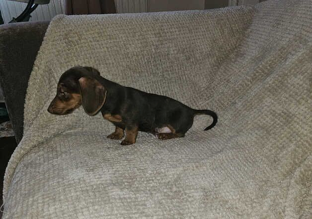 Mini dachshund boy! for sale in Rotherham, South Yorkshire