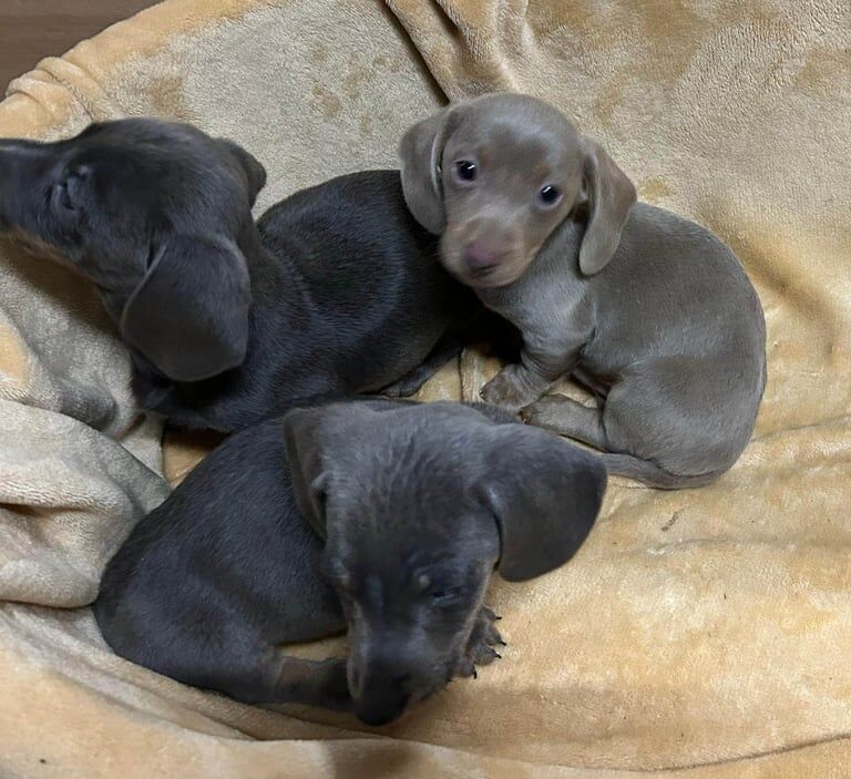 Mini dachshund boy puppys for sale in Harrietsham, Kent