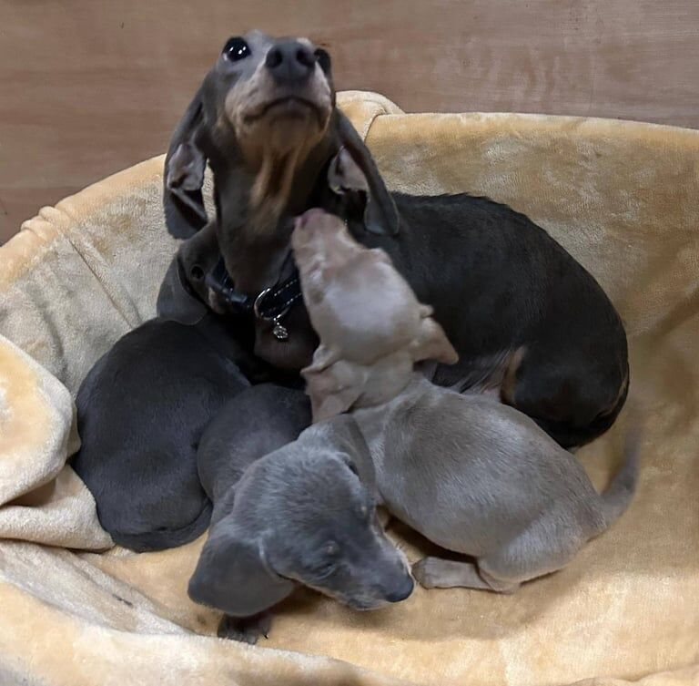 Mini dachshund boy puppys for sale in Harrietsham, Kent - Image 2