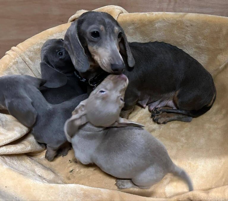 Mini dachshund boy puppys for sale in Harrietsham, Kent - Image 3