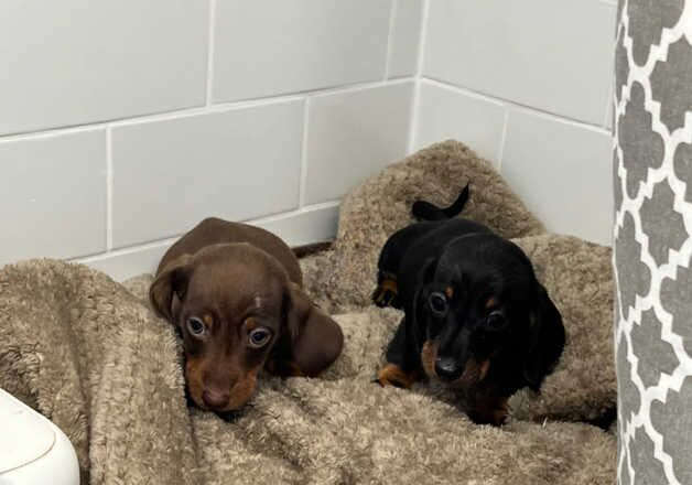 mini dachshund boys for sale in Guildford, Surrey