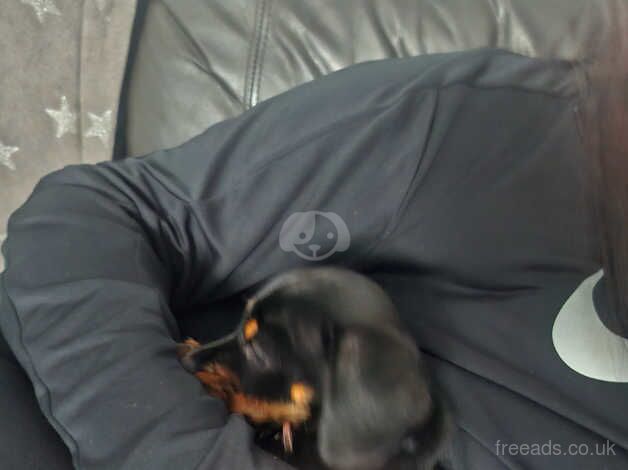 Mini dachshund cross for sale in Uckfield, East Sussex - Image 2