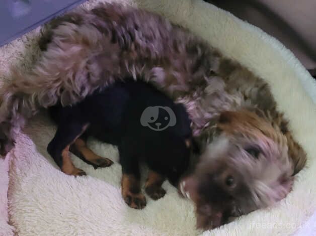 Mini dachshund cross for sale in Uckfield, East Sussex - Image 3