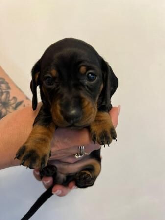 Mini dachshund for sale in Beverley, East Riding of Yorkshire - Image 1