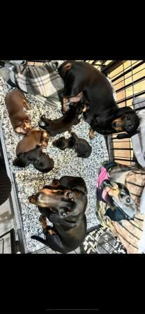 Mini dachshund for sale in Beverley, East Riding of Yorkshire - Image 2