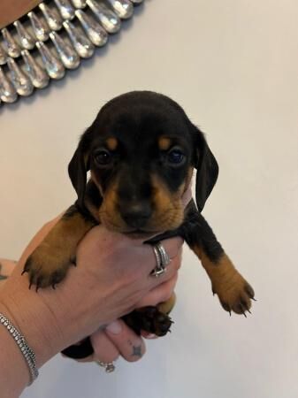 Mini dachshund for sale in Beverley, East Riding of Yorkshire - Image 3