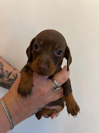 Mini dachshund for sale in Beverley, East Riding of Yorkshire - Image 4