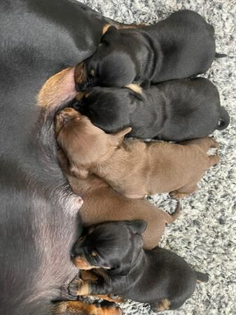 Mini dachshund for sale in Beverley, East Riding of Yorkshire - Image 5