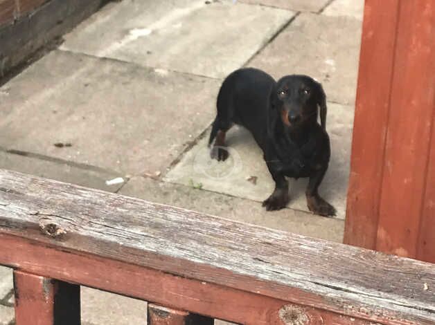 Mini dachshund for sale in Romford, Havering, Greater London