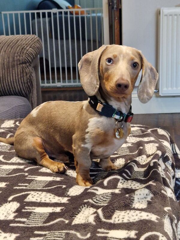 Mini dachshund (issabella dapple) for sale in Burbage, Leicestershire