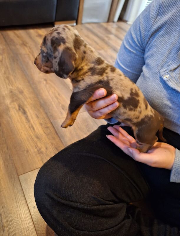 Mini Dachshund puppies for sale in St Albans, Hertfordshire