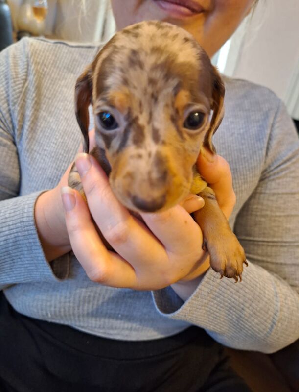 Mini Dachshund puppies for sale in St Albans, Hertfordshire - Image 3