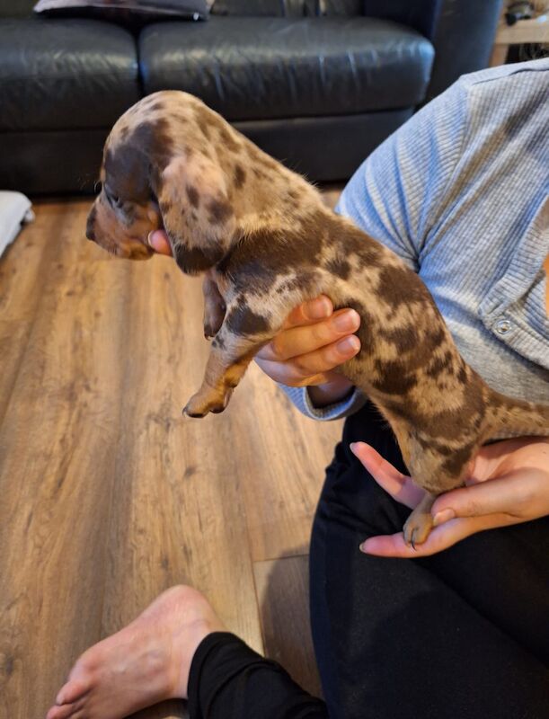 Mini Dachshund puppies for sale in St Albans, Hertfordshire - Image 4