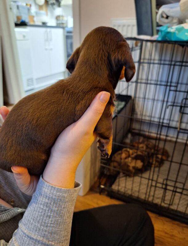 Mini Dachshund puppies for sale in St Albans, Hertfordshire - Image 5