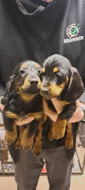 Mini Dachshund puppies for sale in Templepatrick, County Antrim