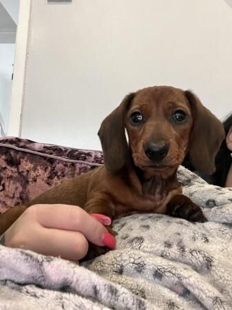 Mini dachshund puppies for sale in Chelmsford, Essex - Image 1