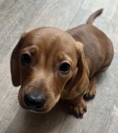 Mini dachshund puppies for sale in Chelmsford, Essex - Image 2