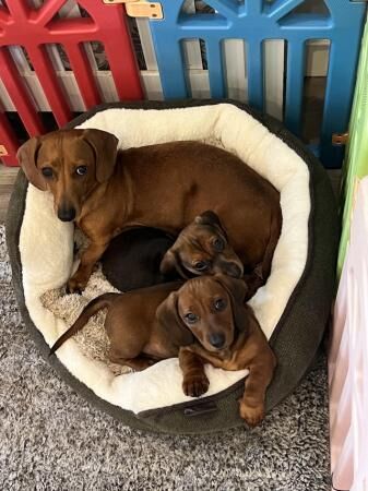 Mini dachshund puppies for sale in Chelmsford, Essex - Image 3