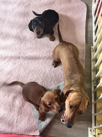 Mini dachshund puppies for sale in Chelmsford, Essex - Image 4