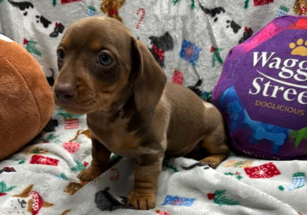 Mini Dachshund Puppies for sale in Bangor, Gwynedd