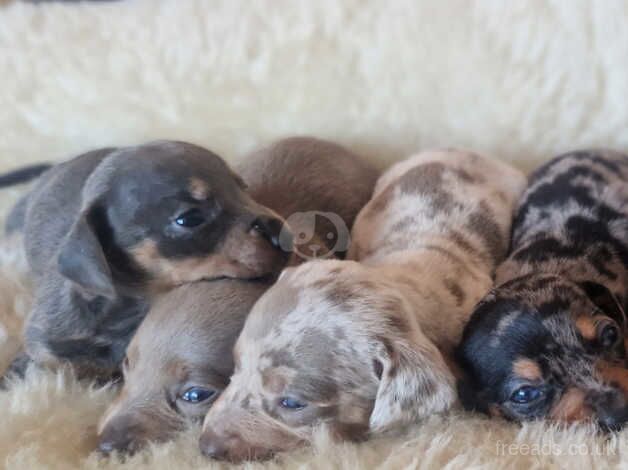 Mini dachshund puppies for sale in Crook, County Durham - Image 1