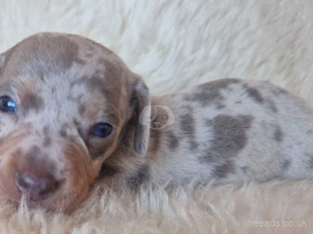 Mini dachshund puppies for sale in Crook, County Durham - Image 2