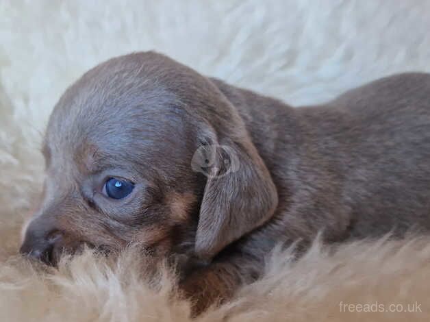 Mini dachshund puppies for sale in Crook, County Durham - Image 3