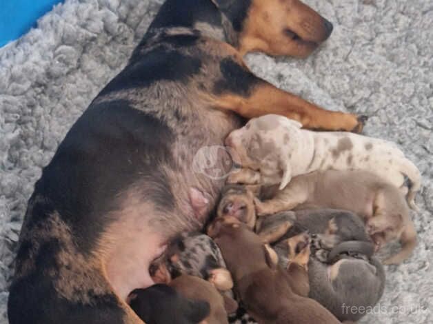 Mini dachshund puppies for sale in Crook, County Durham - Image 4