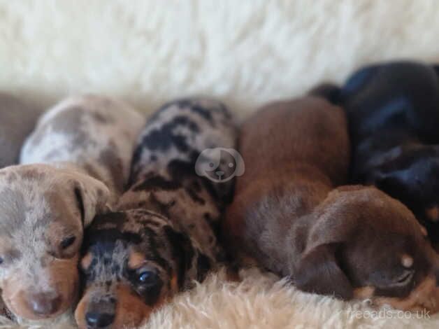 Mini dachshund puppies for sale in Crook, County Durham - Image 5