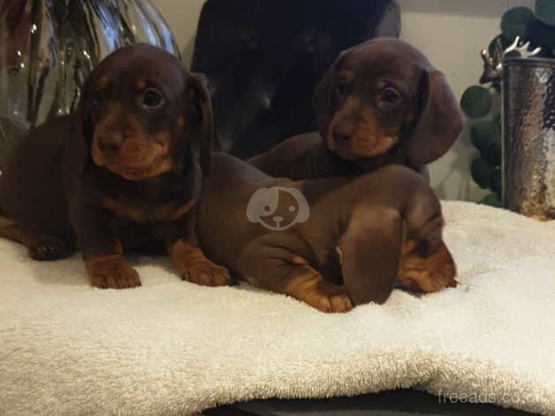 mini dachshund puppies for sale in Gloucester, Gloucestershire